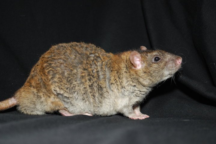 rex dumbo rat